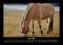 Die Welt der Pferde Fotokalender 2026 - 4