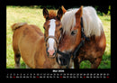 Die Welt der Pferde Fotokalender 2026 - 5