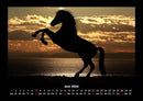 Die Welt der Pferde Fotokalender 2026 - 6