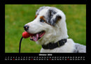 Hundezauber Fotokalender 2026 - 10