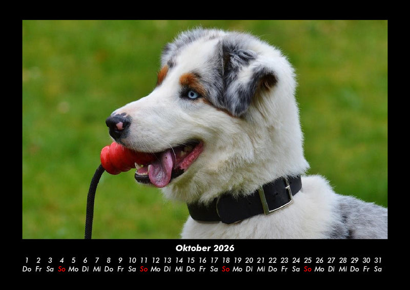 Hundezauber Fotokalender 2026 - 10