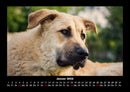 Hundezauber Fotokalender 2026 - 1