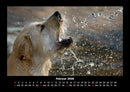 Hundezauber Fotokalender 2026 - 2