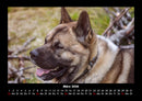 Hundezauber Fotokalender 2026 - 3