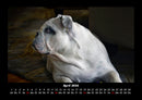 Hundezauber Fotokalender 2026 - 4