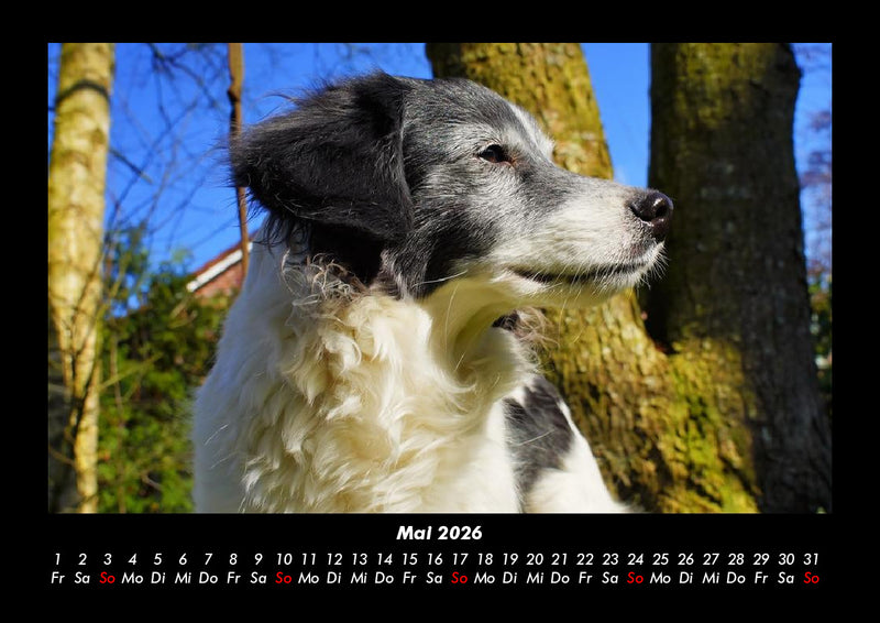 Hundezauber Fotokalender 2026 - 5