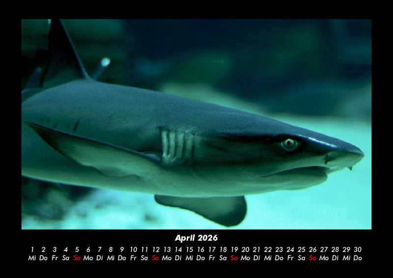 Sehnsucht nach Meer Fotokalender 2026 - 4