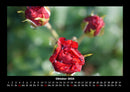 Rosen-Kalender Fotokalender 2026 - 10