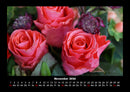 Rosen-Kalender Fotokalender 2026 - 11