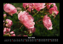 Rosen-Kalender Fotokalender 2026 - 4