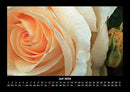 Rosen-Kalender Fotokalender 2026 - 7
