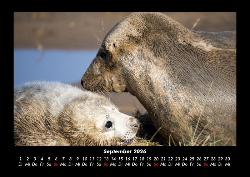 Der Hundekalender Fotokalender 2026 - 9
