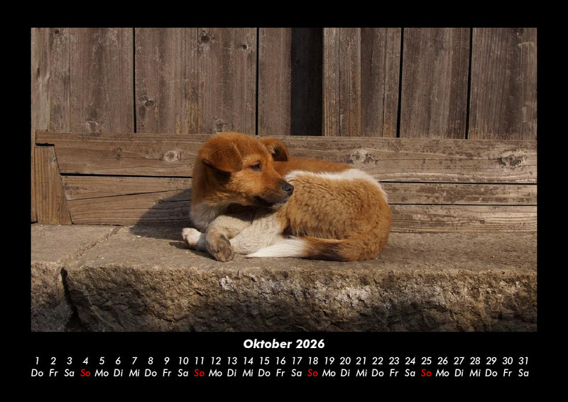 Der Hundekalender Fotokalender 2026 - 10