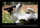 Der Hundekalender Fotokalender 2026 - 12