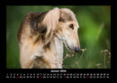 Der Hundekalender Fotokalender 2026 - 1