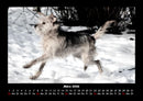 Der Hundekalender Fotokalender 2026 - 3