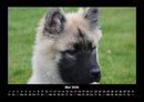 Der Hundekalender Fotokalender 2026 - 5