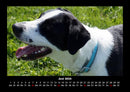 Der Hundekalender Fotokalender 2026 - 6