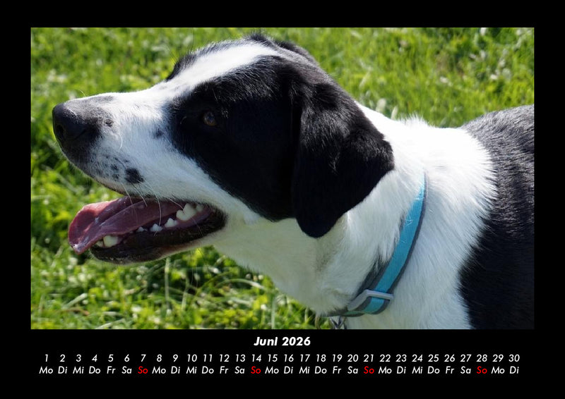 Der Hundekalender Fotokalender 2026 - 6