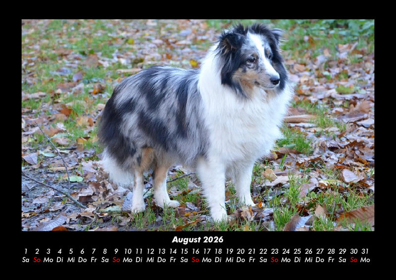 Der Hundekalender Fotokalender 2026 - 8