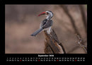 Vögel Fotokalender 2026 - 9