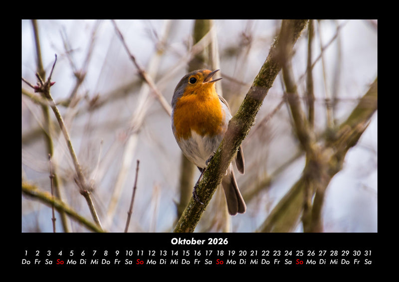 Vögel Fotokalender 2026 - 10