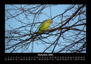 Vögel Fotokalender 2026 - 12