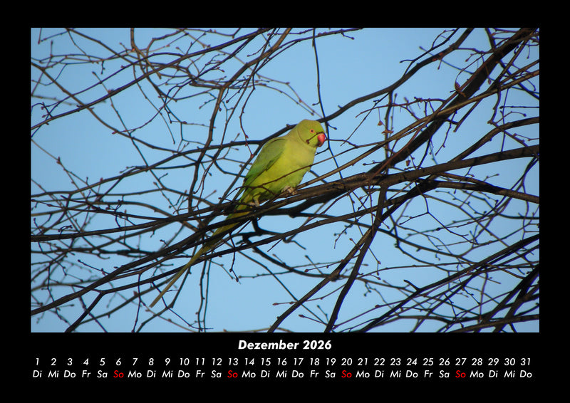 Vögel Fotokalender 2026 - 12