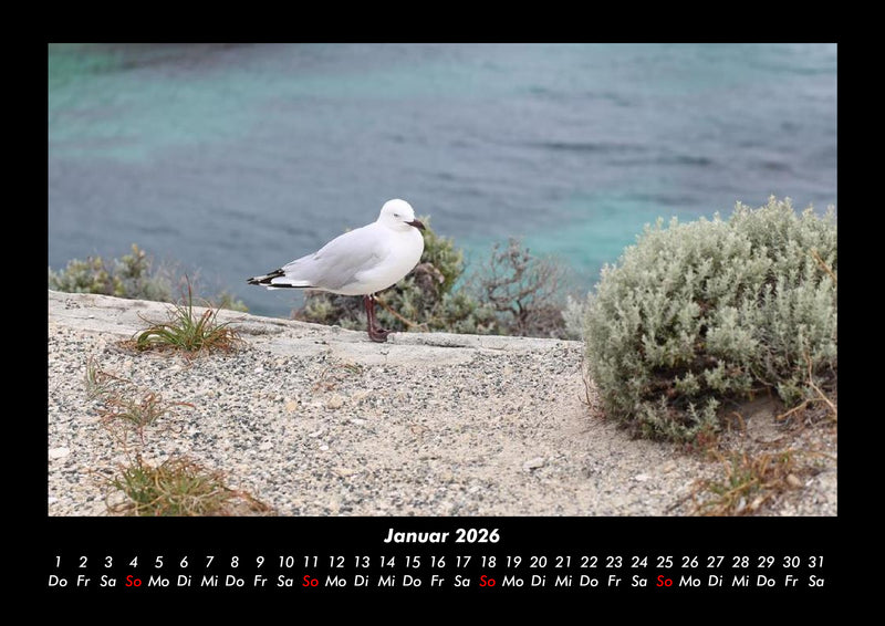 Vögel Fotokalender 2026 - 1
