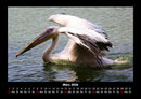 Vögel Fotokalender 2026 - 3