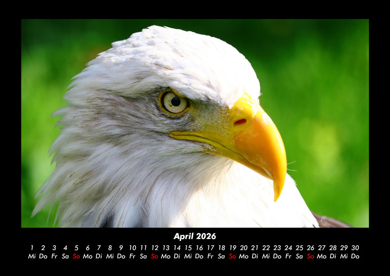 Vögel Fotokalender 2026 - 4