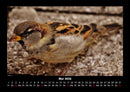 Vögel Fotokalender 2026 - 5