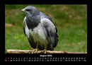Vögel Fotokalender 2026 - 8