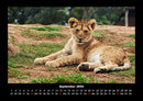 Löwen in der Wildnis Fotokalender 2026 - 9