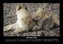 Löwen in der Wildnis Fotokalender 2026 - 11