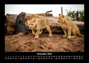 Löwen in der Wildnis Fotokalender 2026 - 12