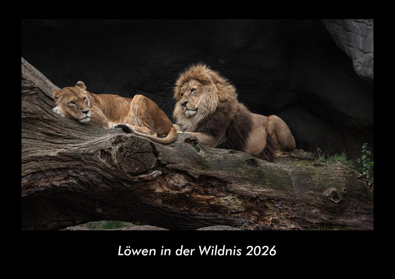 Löwen in der Wildnis Fotokalender 2026 - Hauptbild