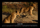 Löwen in der Wildnis Fotokalender 2026 - 1