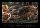 Löwen in der Wildnis Fotokalender 2026 - 2