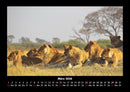 Löwen in der Wildnis Fotokalender 2026 - 3