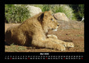 Löwen in der Wildnis Fotokalender 2026 - 5