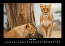 Löwen in der Wildnis Fotokalender 2026 - 6