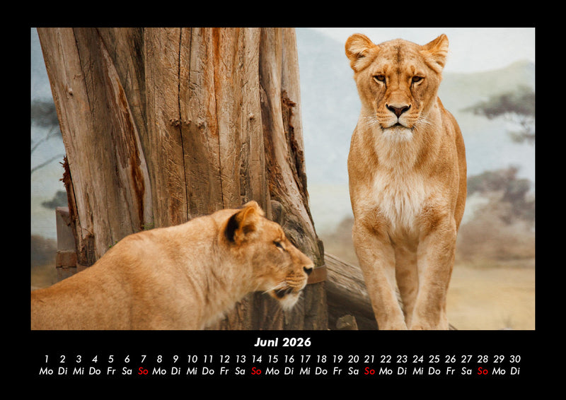 Löwen in der Wildnis Fotokalender 2026 - 6