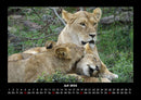 Löwen in der Wildnis Fotokalender 2026 - 7