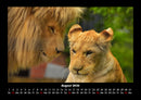 Löwen in der Wildnis Fotokalender 2026 - 8