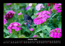 Blumenzauber Fotokalender 2026 - 10