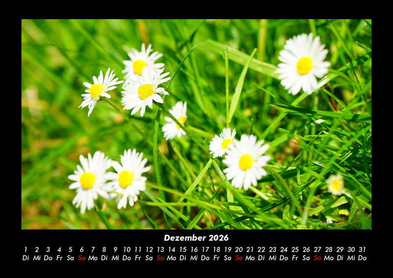 Blumenzauber Fotokalender 2026 - 12