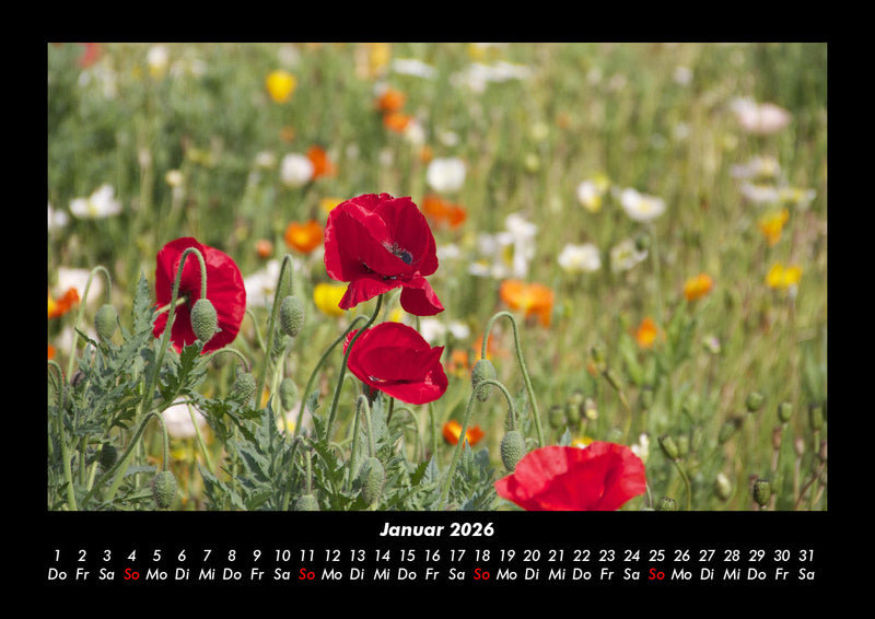 Blumenzauber Fotokalender 2026 - 1