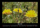 Blumenzauber Fotokalender 2026 - 3