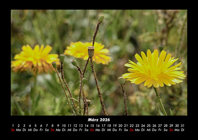 Blumenzauber Fotokalender 2026 - 3